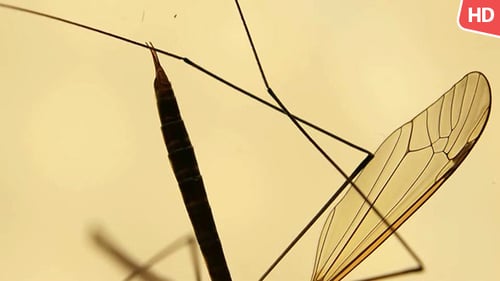 Close Up of Brown Insect with Long Legs