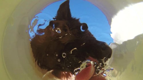 Agua potable para perros