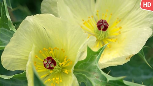 Close Up of Yellow Wildflowers with Spiky Green Leaves