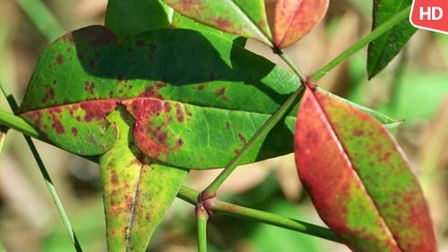 Green Leaf 0501