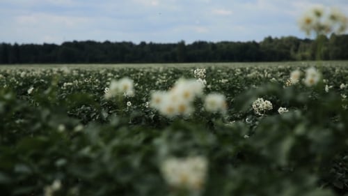Green Potato Field