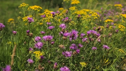 Beautiful Wildflowers On The Meadow.