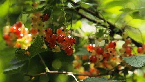 Branch Of Red Currant