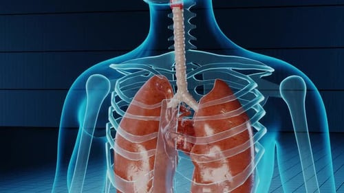 Futuristic 3D Human Anatomy Scan with Internal Organs