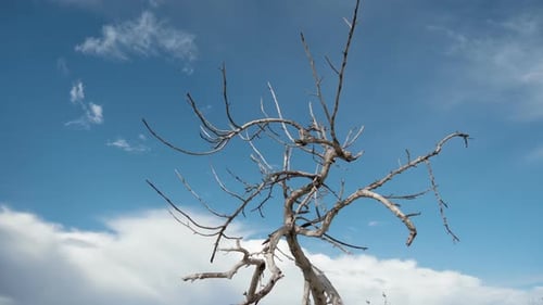 Zeitraffer von trockenen Ästen und blauem Himmel
