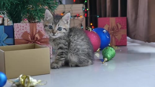 Adorable Tabby Kitten with Christmas Tree and Gifts