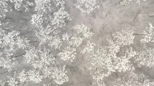 Aerial View of Snow Covered Winter Forest