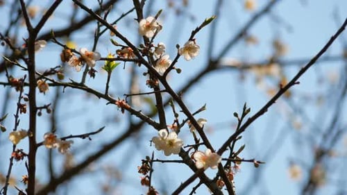 Aprikosenblüte