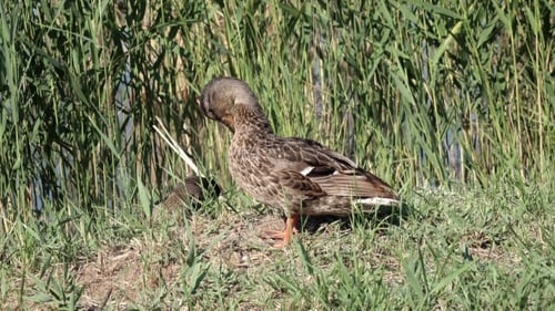 Ente mit Entenküken