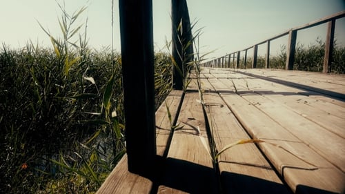 Wooden Bridge Over The River. Reeds Grow Around