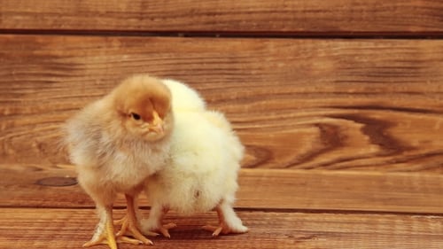 Charming Baby Chicks on Rustic Wooden Surface