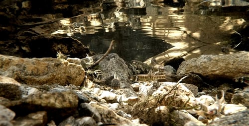 Small Fishes in a River Pool 4