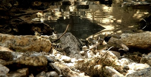 Small Fishes in a River Pool 5