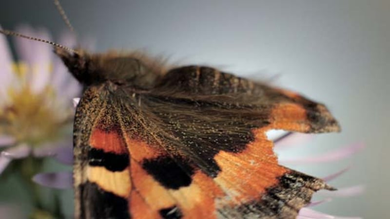 Detailed Close-Up of Butterfly Wing, Nature Stock Footage ft. butterfly ...