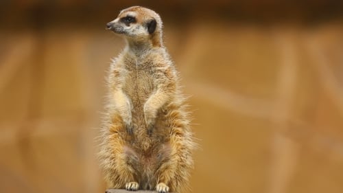 Erdmännchen schaut raus