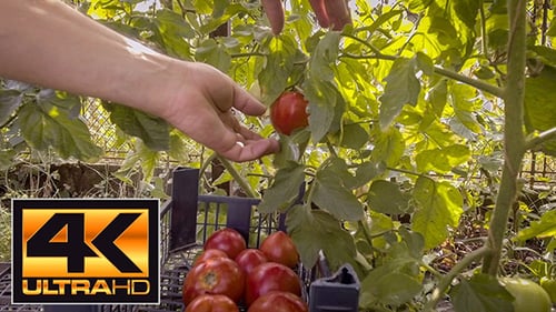 Tomaten pflücken im Gewächshaus