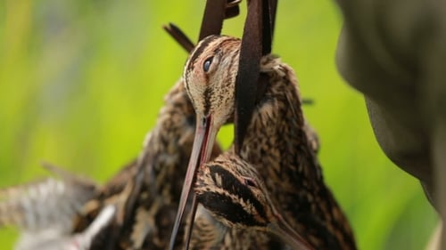 Bird, Snipe Hunting Trophy