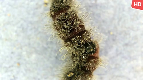 Leben Caterpillar 0581
