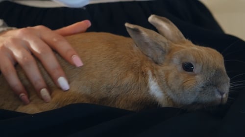 Woman Gently Petting Adorable Brown Bunny Indoors