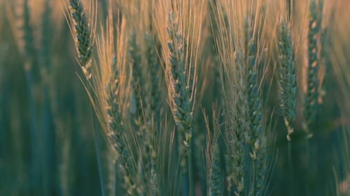 Green Ears Of Wheat