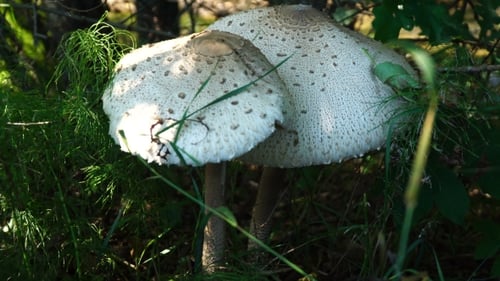 Two White Mushrooms Growing in Forest Undergrowth