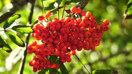 Bouquet de baies de Rowan.