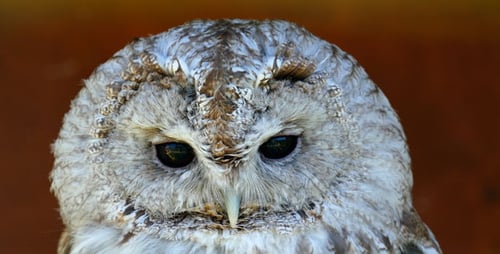 Bird Owl