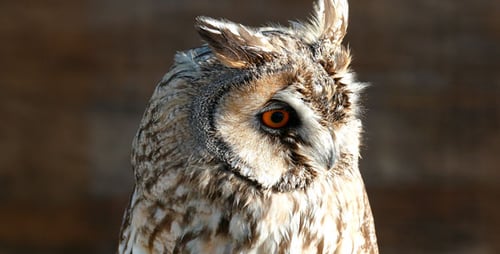 Little Owl