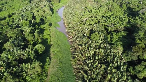 Aerial view green scenery of Nipah plant