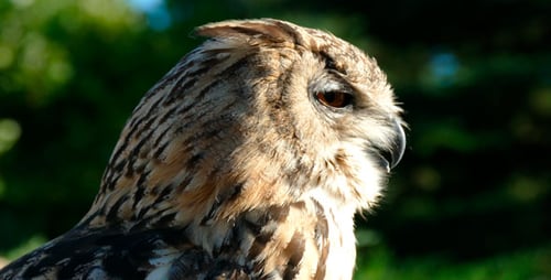 Eagle-Owl