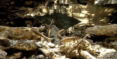 Small Fishes in a River Pool 6