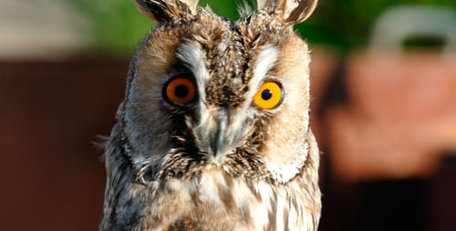 Little Owl