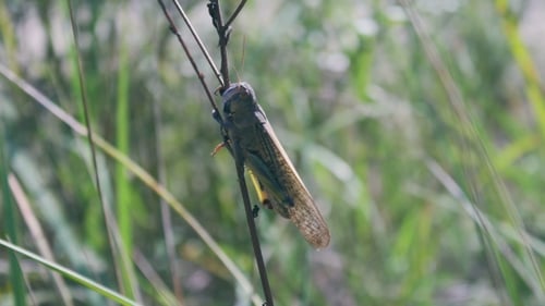 Grasshopper on a Branch in a Grassy Field