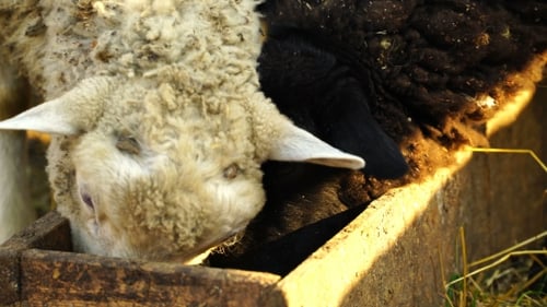 Footage Sheep Eating And Walking Outdoors.