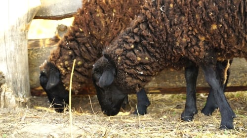 Video: Schafe essen und gehen im Freien.