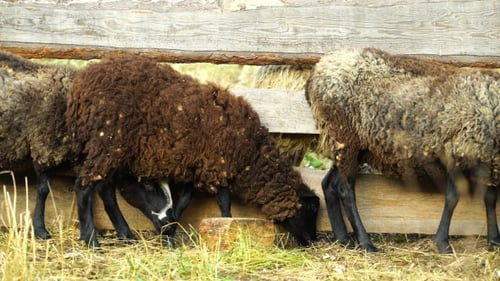 Footage Sheep Eating And Walking Outdoors.