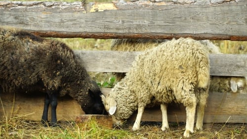 Video: Schafe essen und gehen im Freien.