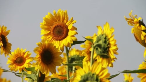Sunflowers In The Field