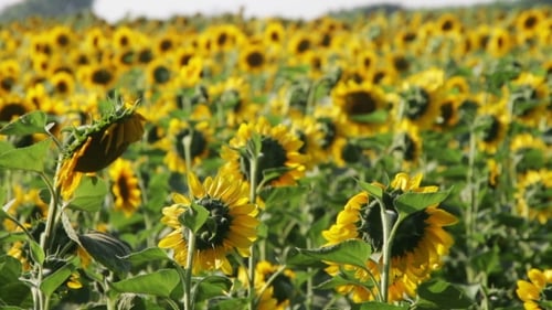 Sunflowers In The Field
