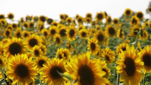 Sunflowers In The Field