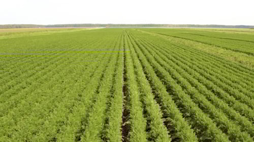 Aerial View of Lush Green Agricultural Field