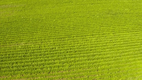 Aerial View of Symmetrical Green Crop Rows