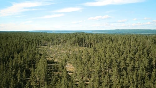 Flight Above Forest