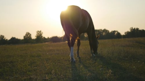 Horse Grazing On The Meadow At Sunrise. Horse Is Walking And Eating Green Grass In The Field