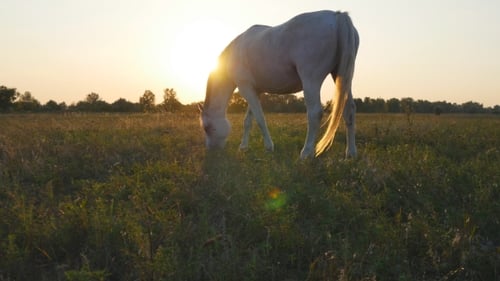 Horse Grazing On The Meadow At Sunrise. Horse Is Walking And Eating Green Grass In The Field