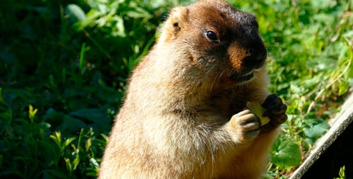 Mittagessen Marmot