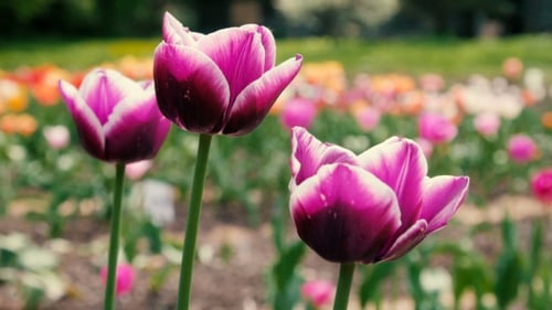 Delightful Purple Tulips In Park Flowers. Shot.