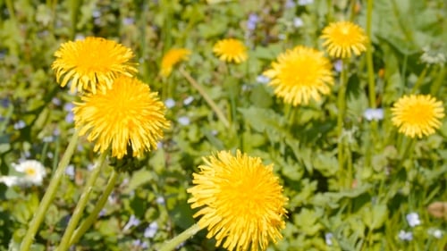 Vibrant Field of Yellow Dandelions and Spring Flowers