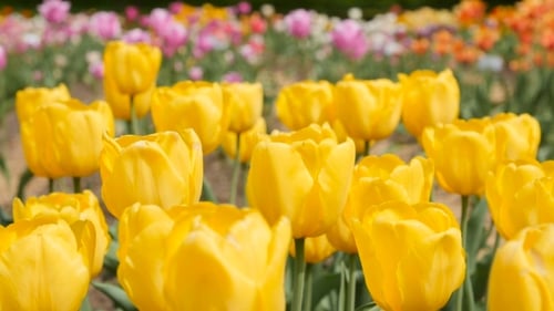 Vibrant Yellow Tulips Blooming in Springtime Garden