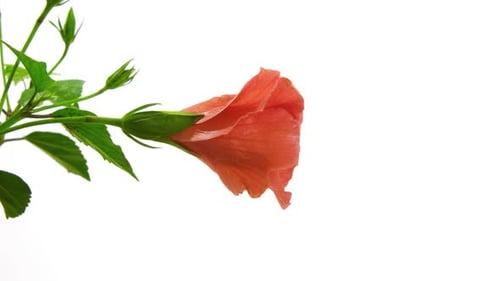 Blooming Pink Hibiscus Flower Against White Background
